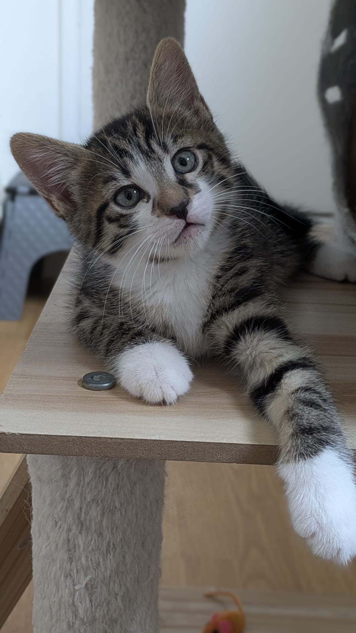 Lio