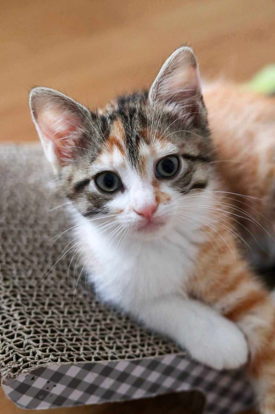 Penelope
