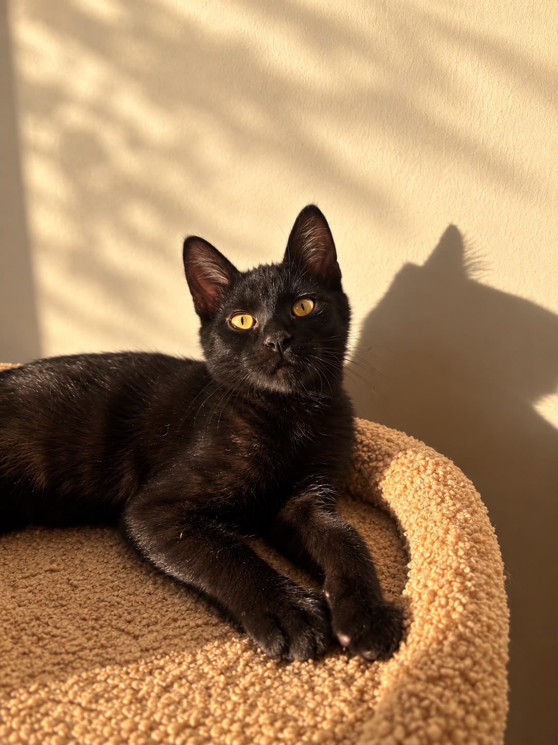Diego